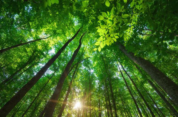 Wald Bäume Klima