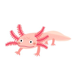 Haustiere, Axolotl
