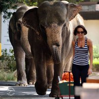 Elefantenwalk im Tierpark Ströhen