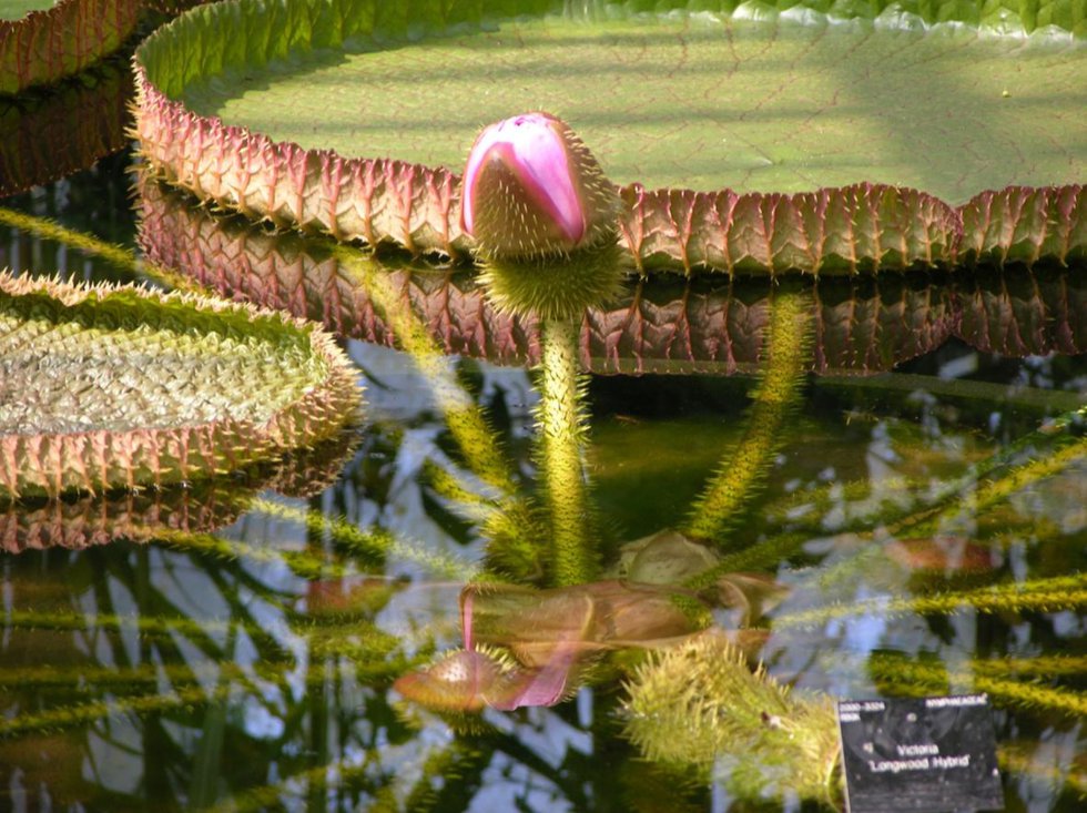 Riesenseerose Botanischer Garten Oldenburg