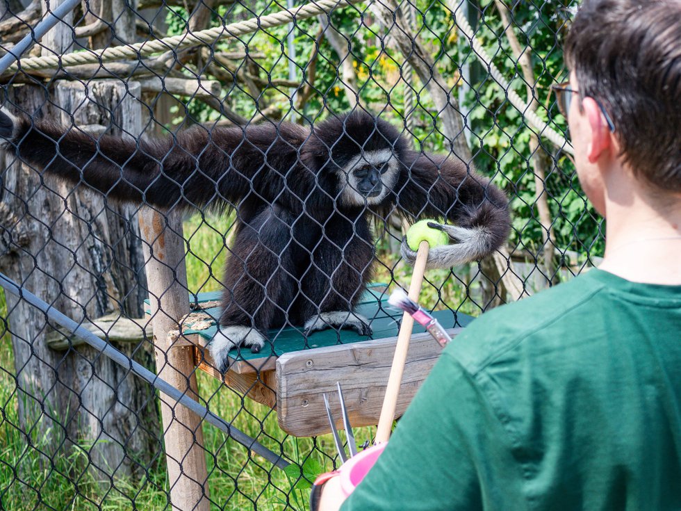 Gibbontraining