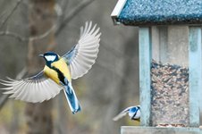 Vögel füttern im Winter