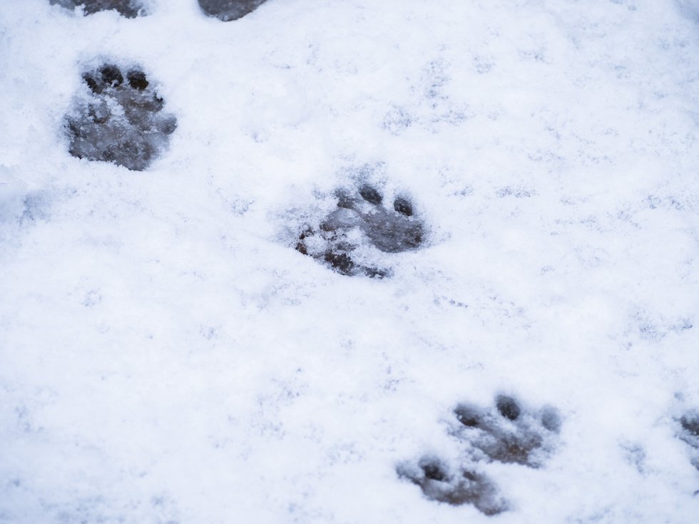 Spuren im Schnee