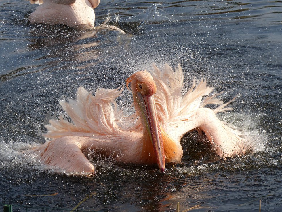 Pelikan Bild - Tier- und Freizeitpark Thüle