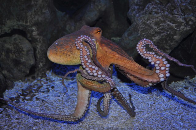 Oktopus im Nordsee-Aquarium