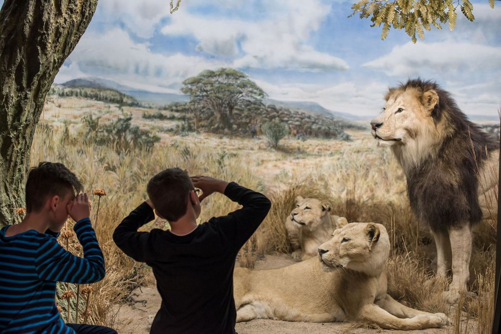 Kinder auf Safari Übersee-Museum