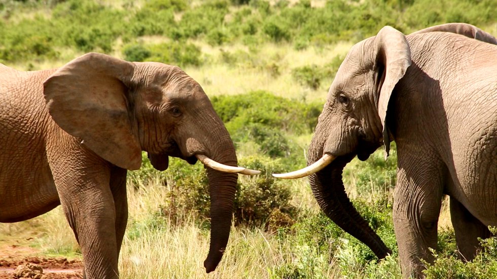 148 Elefantenkampf stehen sich gegenueber Suedafrika Der Kinofilm.jpg