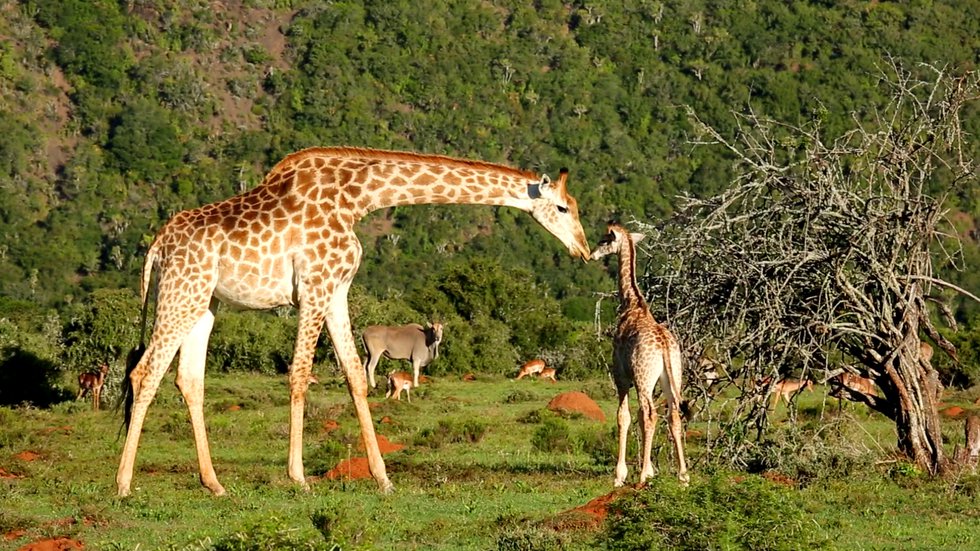 179 Kariega Game Reserve Giraffe schnuppert an Baby Suedafrika Der Kinofilm.jpg