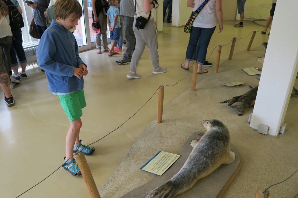Seehundstation Ausstellung