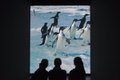 Antarctica_Blick_in_die_Ausstellung_3__c__UEbersee-Museum_Bremen__Foto_Volker_Beinhorn.jpg
