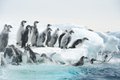 Antarctica_junge_Kaiserpinguine_stuerzen_ins_Wasser__c__Vincent_Munier.jpg